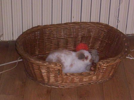sa s est ma lapine